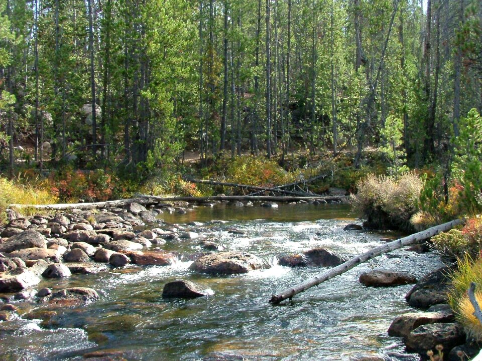 River rocks trees photo