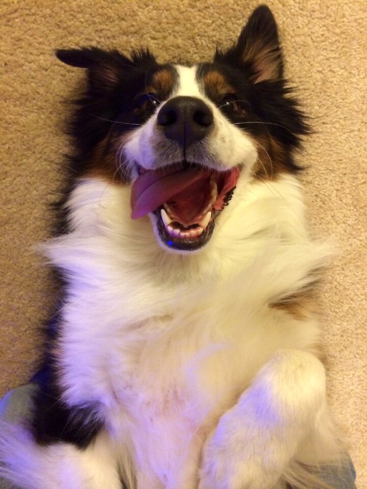 Funny pet