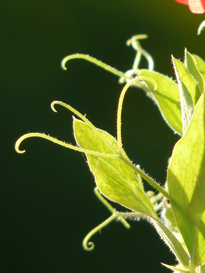 Vicia fabaceae faboideae