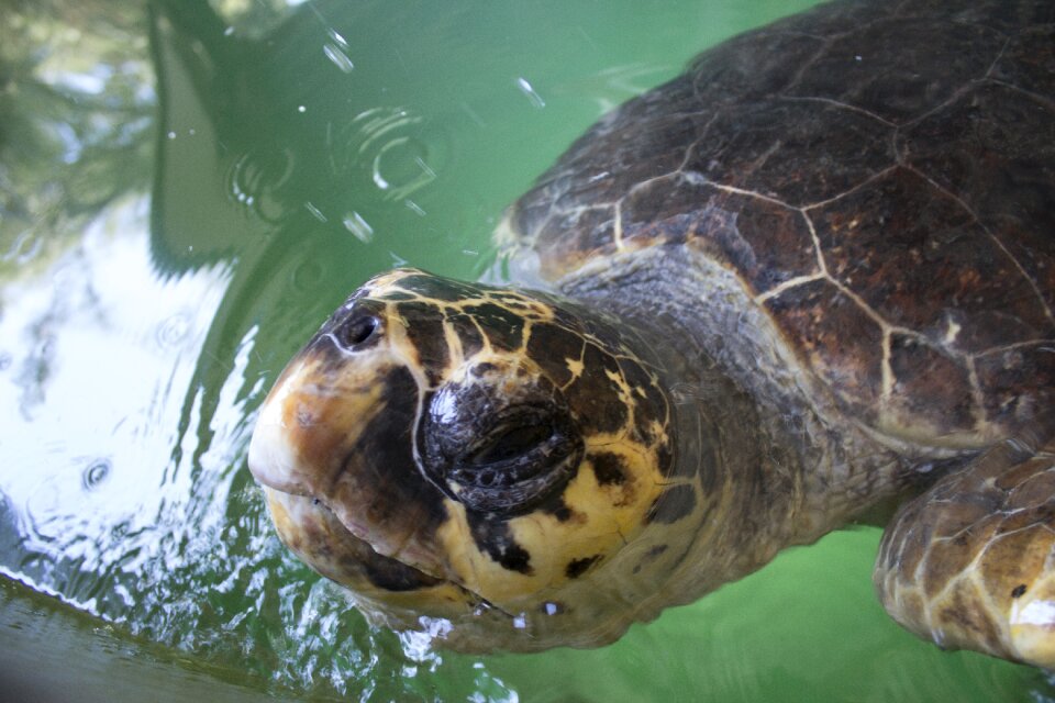 Ocean animal sea turtle