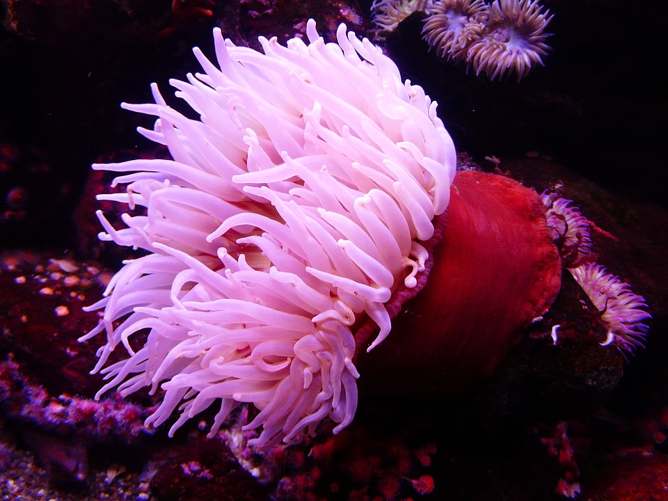 Sea animal creature