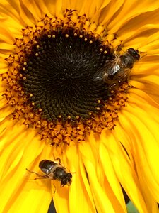Animals bees plants