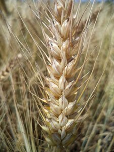 Field plant photo