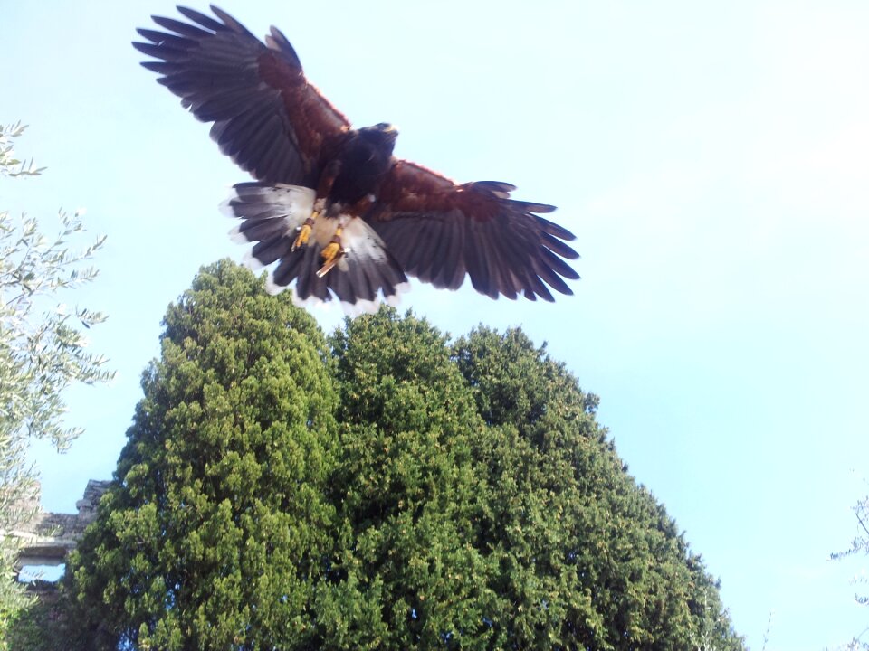 Feathers bird of prey raptor photo