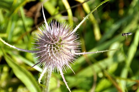 Insects bee fly