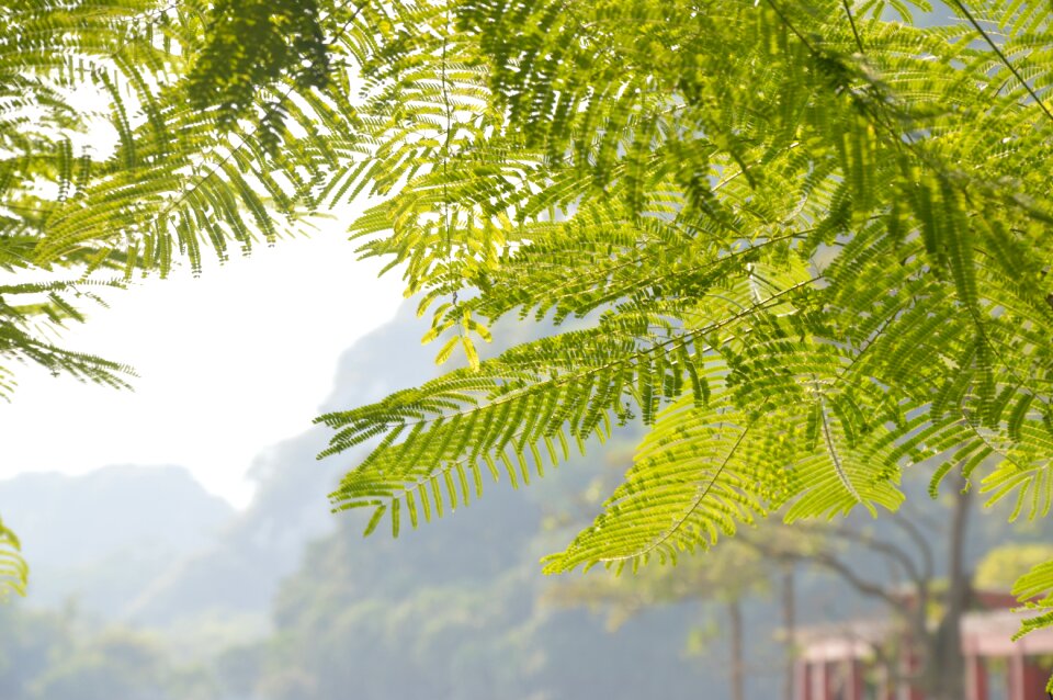 Fresh nature acacia tree bucolic