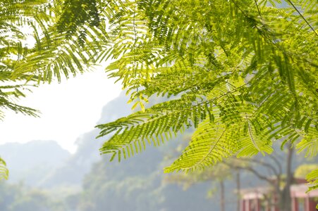 Fresh nature acacia tree bucolic