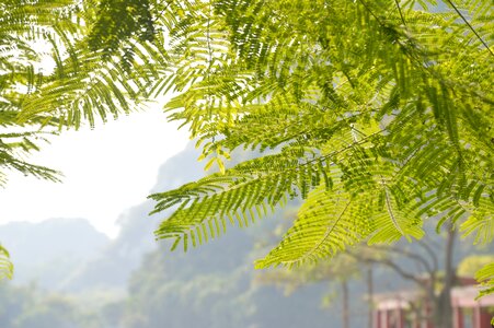 Fresh nature acacia tree bucolic photo