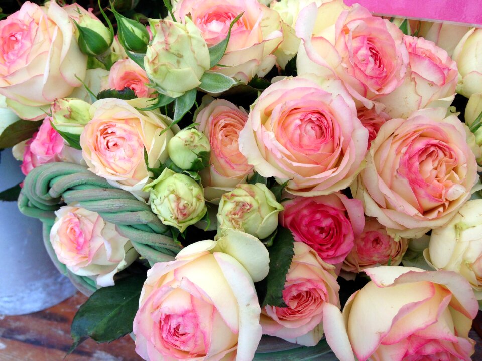 Flowers garden rose bloom