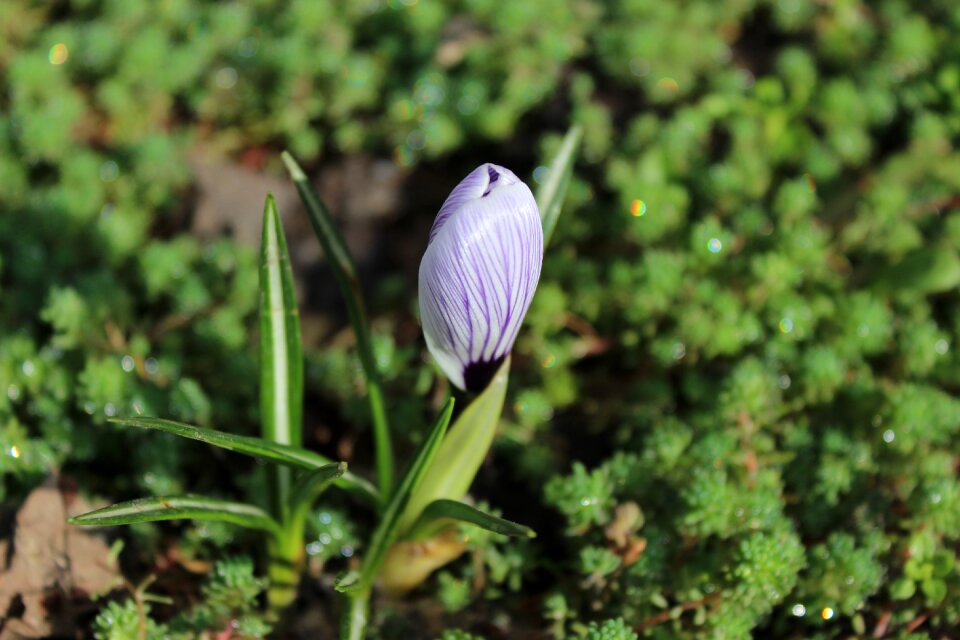 Garden flower green fresh
