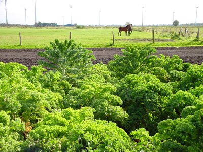 Landscape green field