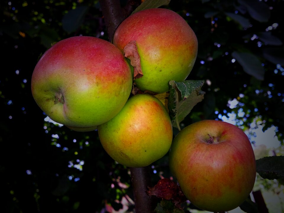 Garden autumn bio