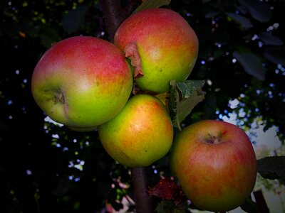 Garden autumn bio