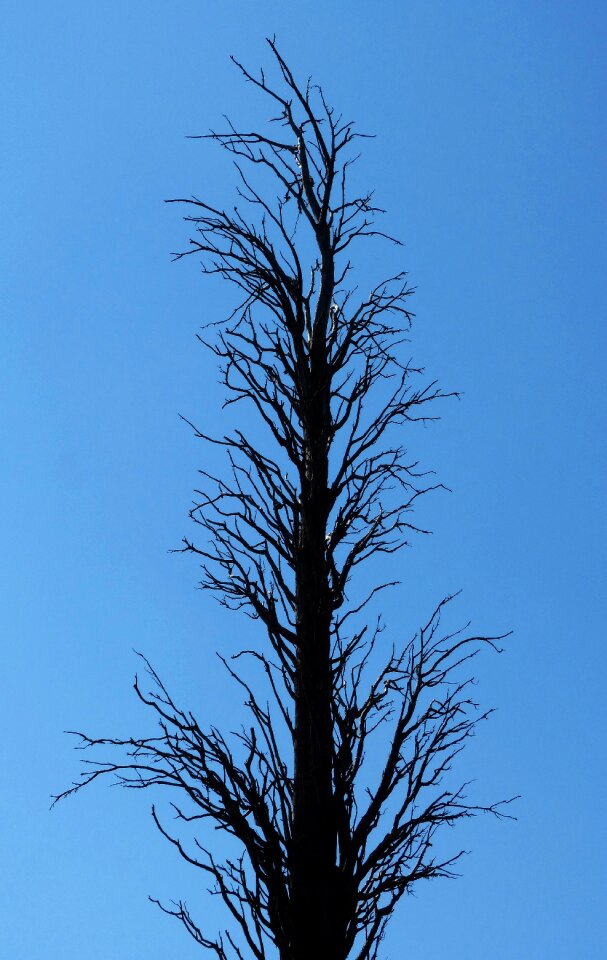 Metaphor cypress trunk