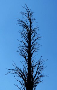 Metaphor cypress trunk