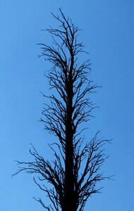 Metaphor cypress trunk photo