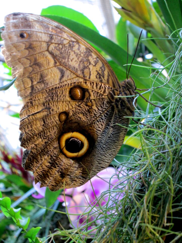 Wing public record animal