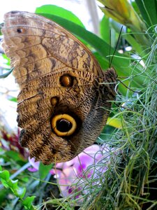 Wing public record animal