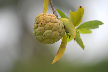 Custard apple background green leaf
