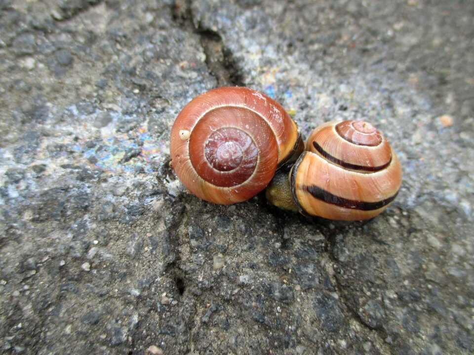 Animals snails couple