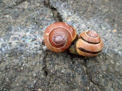 Animals snails couple