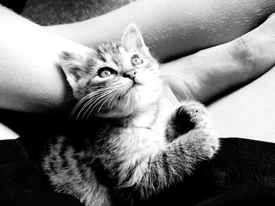 Black and white cute small photo