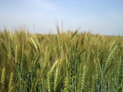 Wheat field wheat photo