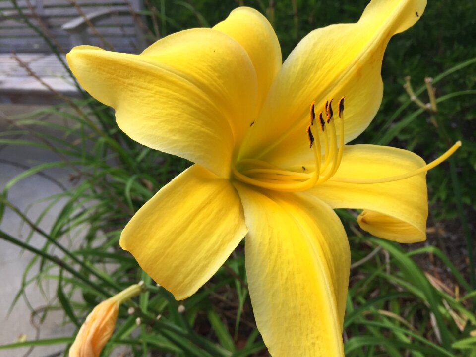 Yellow plant garden