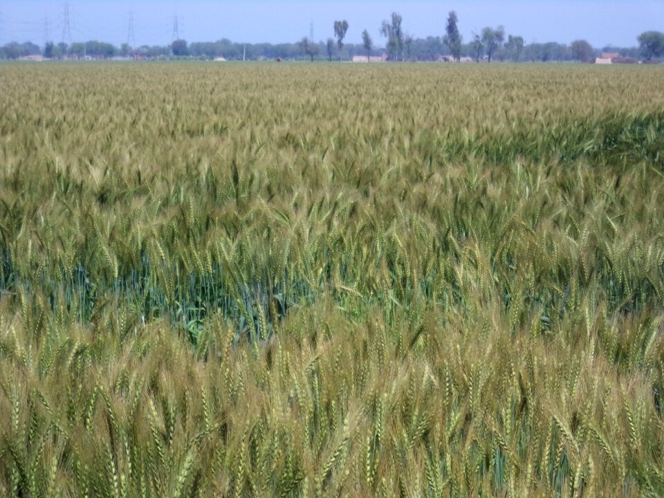 Wheat field plant