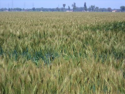 Wheat field plant photo