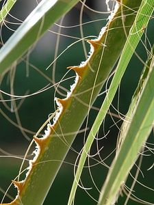 Washingtonia filifera smart spiny photo