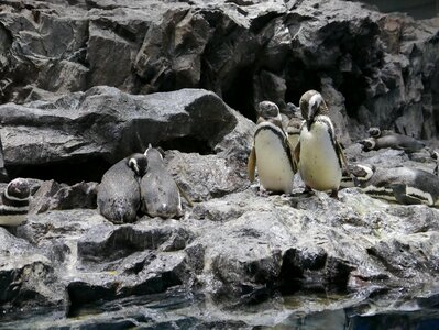 Rocks habitat zoo photo