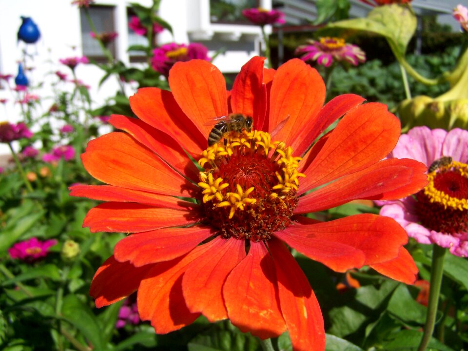 Red flower garden