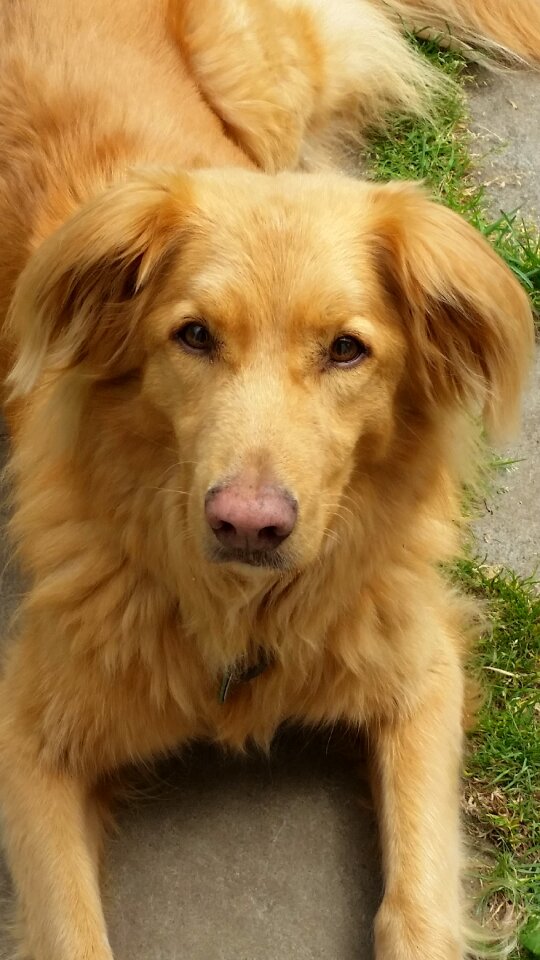 Toller nova scotia duck tolling retriever pet