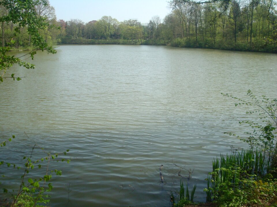 Forest park green