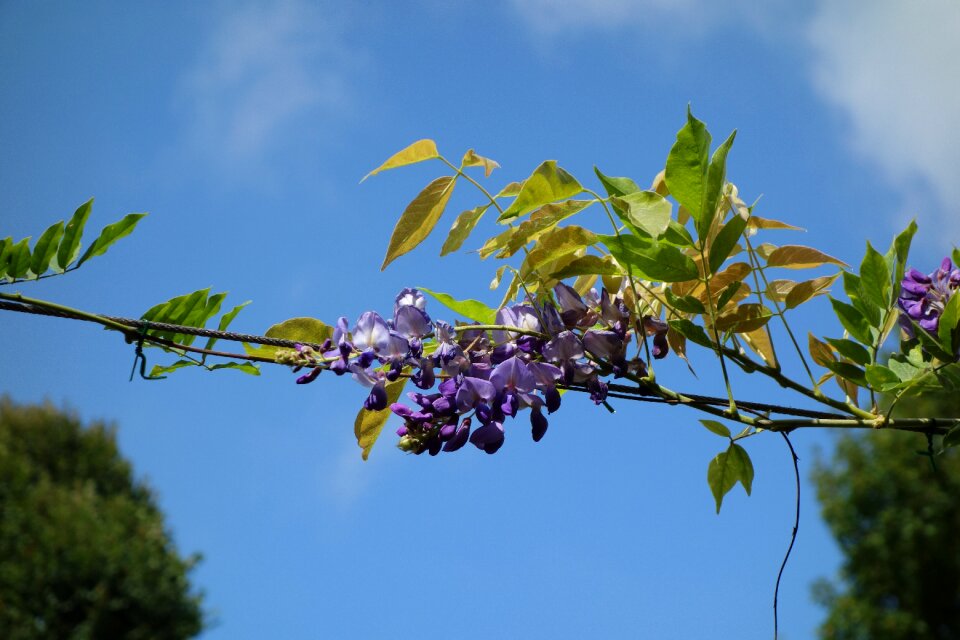 Blue sky public garden nature