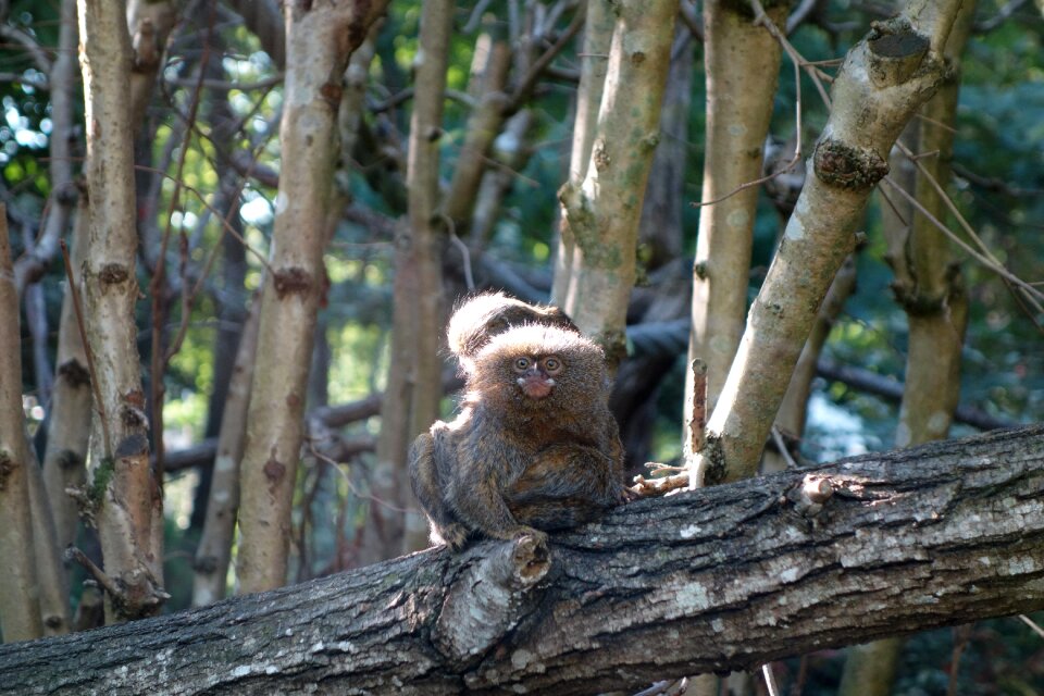 Dwarf animal pygmy marmoset