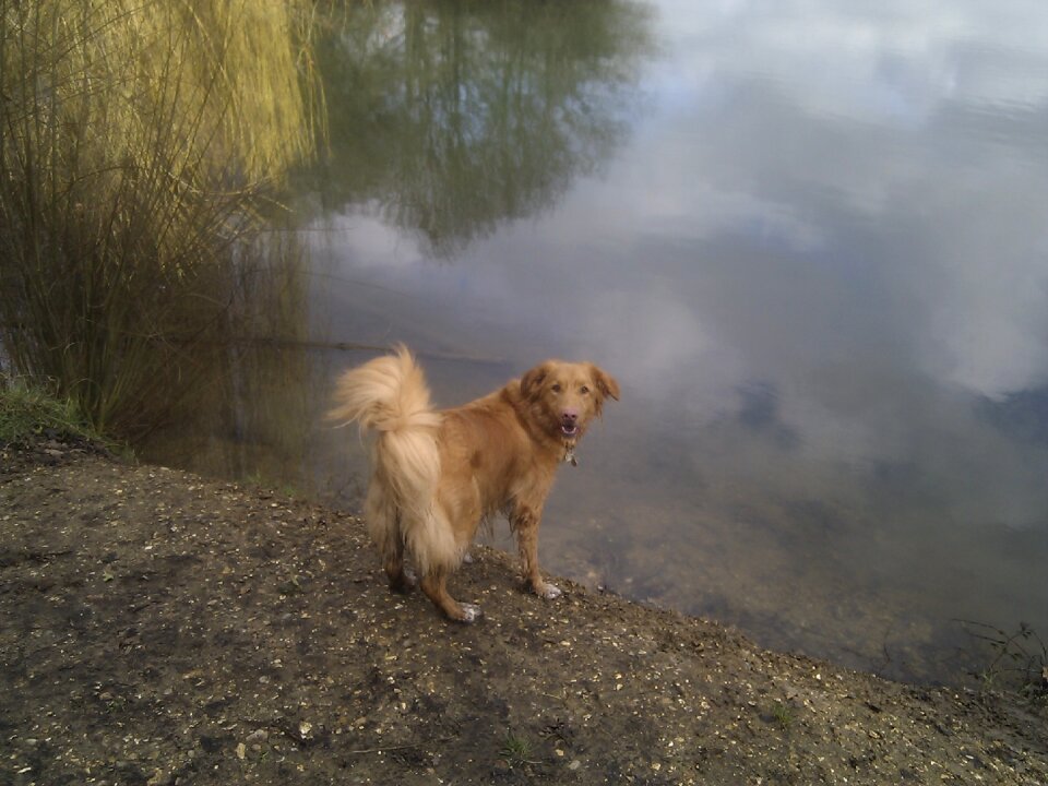 Purebred nova scotia duck tolling retriever canine