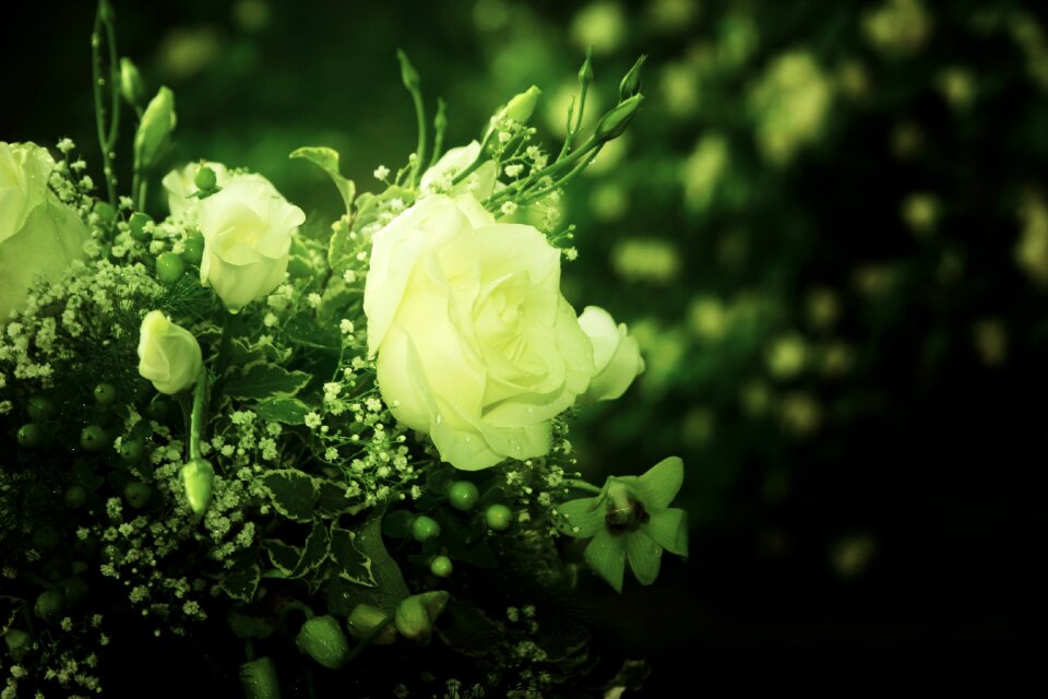 Plant floral background green