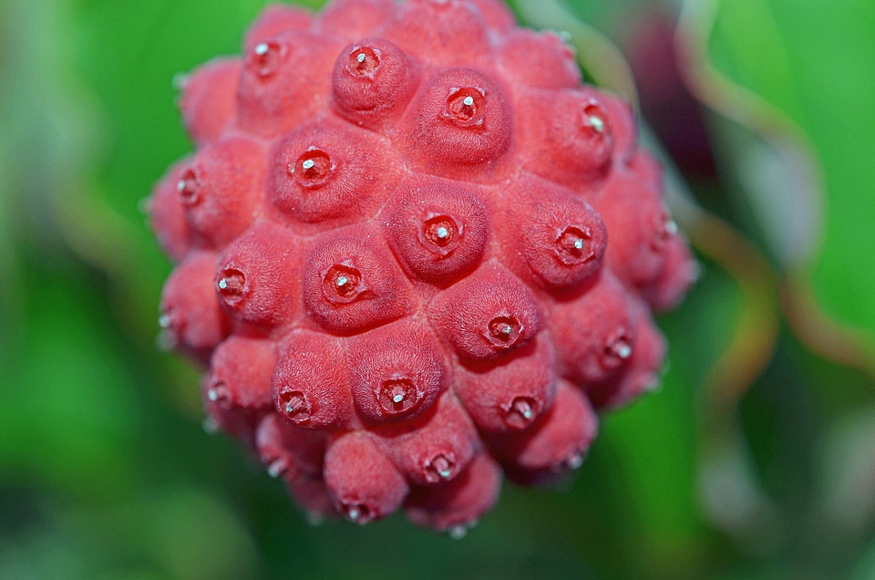 Ornus kousa dogwood cornus