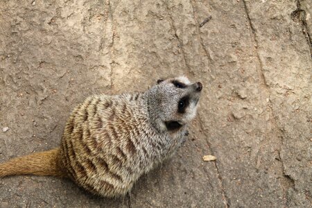 Zoo nature small