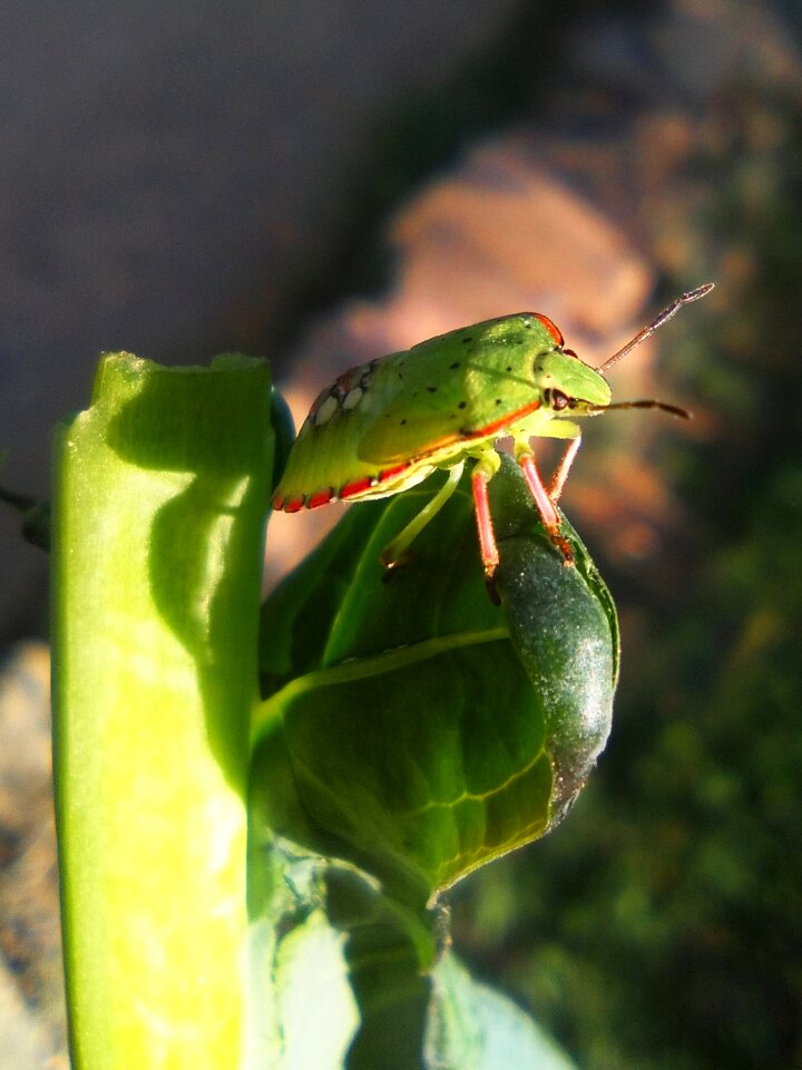 Small sunny plant