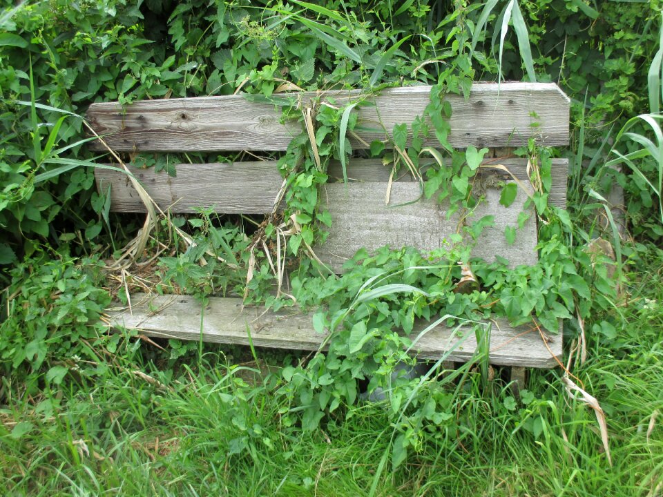 Climbing plants overgrown make the most of