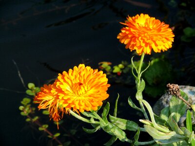 Orange garden water