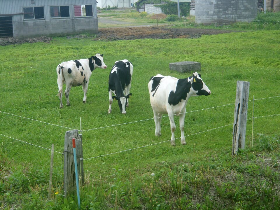 Dairy cattle green grass farm