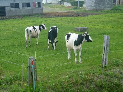 Dairy cattle green grass farm