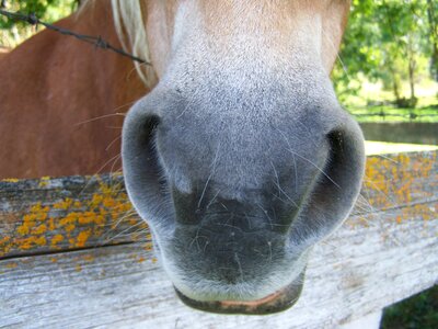 Animal body part horse nose