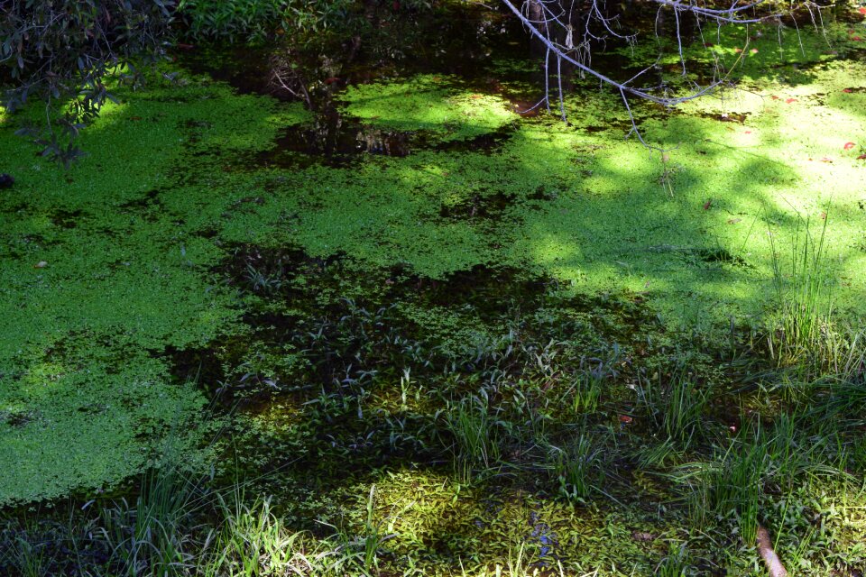 Stream green ecology