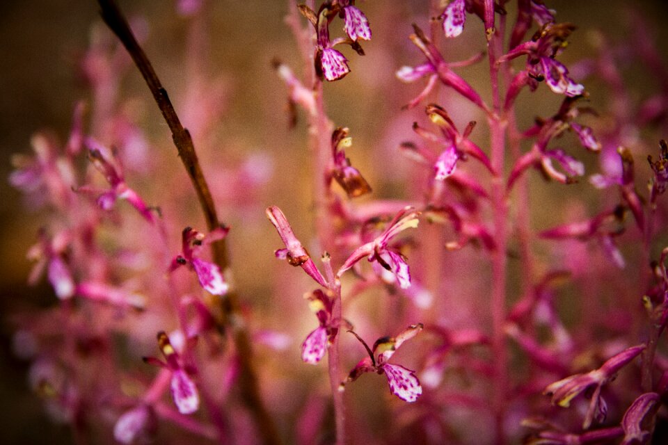 Natural blossom tropical