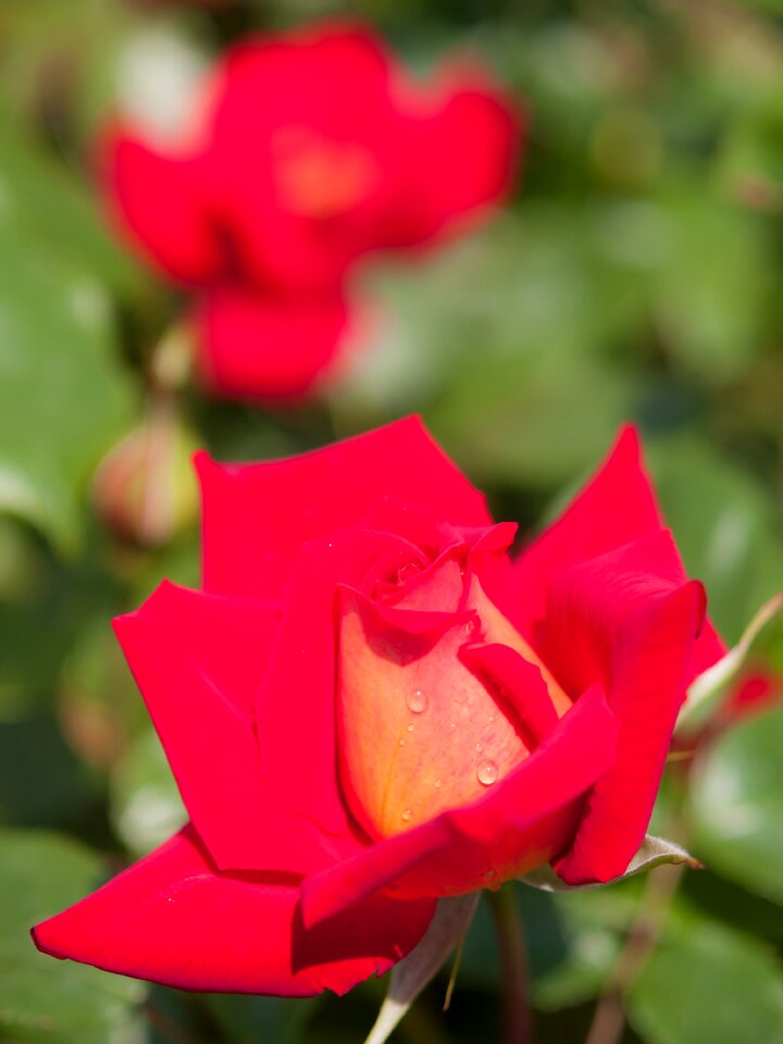 Red flowers red plant